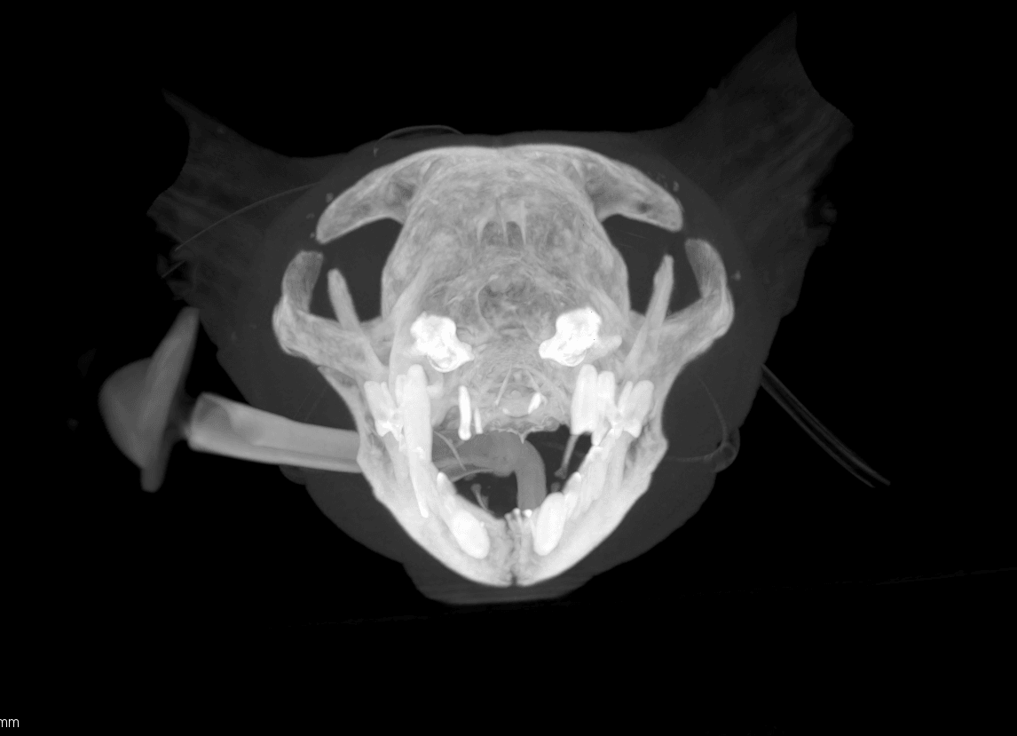 Cat Ct Scan Results CT Scan OYEJ