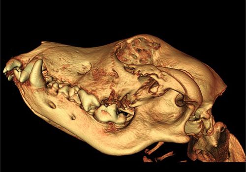 3D rendering of a Canine Skull