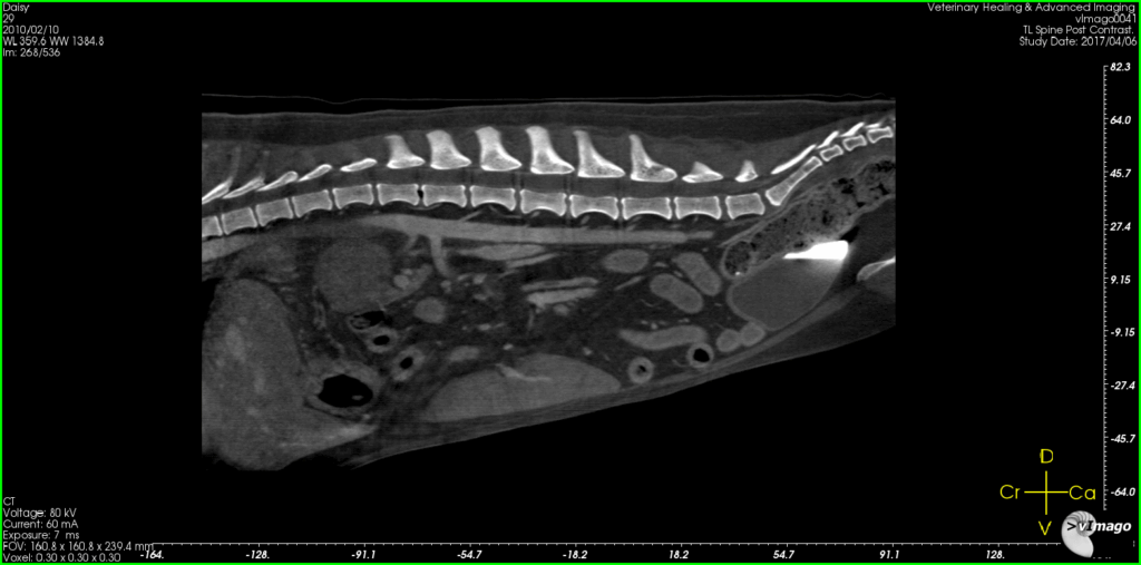 A lateral X-ray view of an animal's spine and abdomen, showing vertebrae and internal organs.