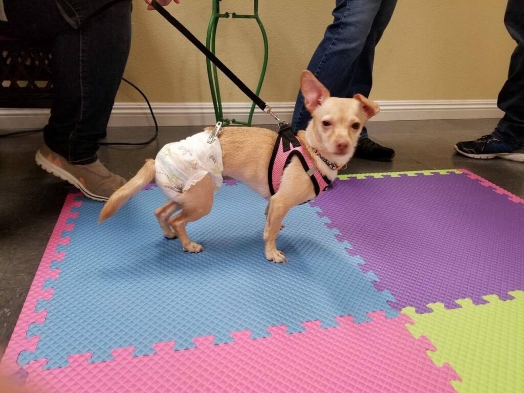 A small dog wearing a harness and diaper stands on colorful foam mats, held by a person on a leash.