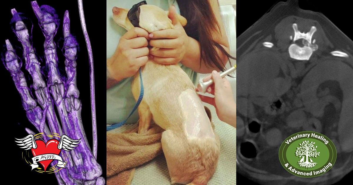 Dog receiving veterinary care with a laser therapy device applied to its back.