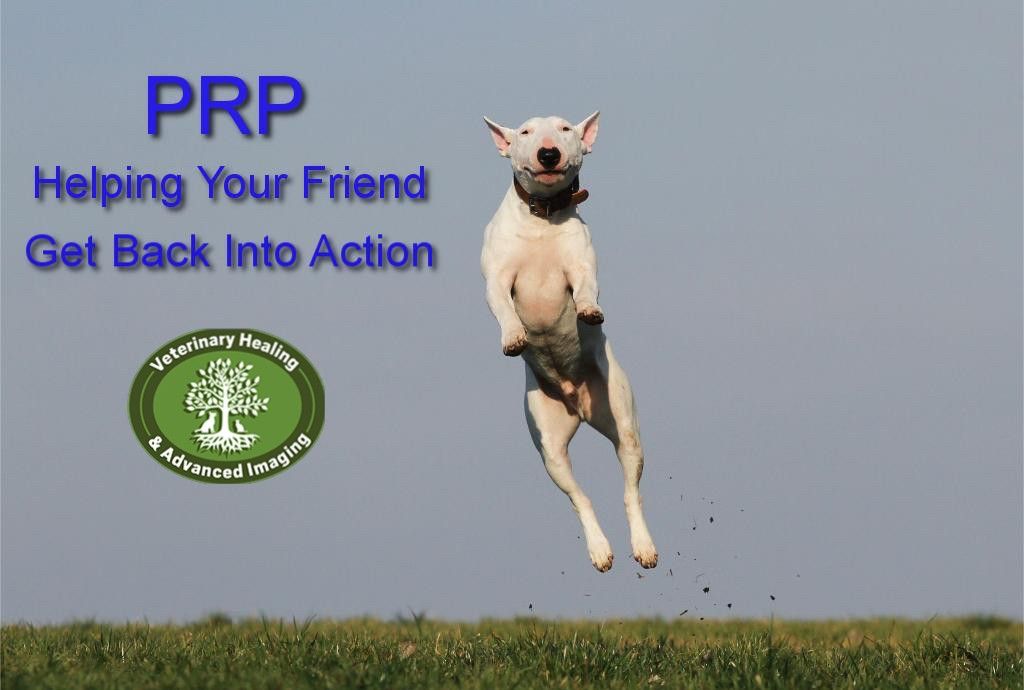 A white dog joyfully jumping in the air on a grassy field, with text promoting veterinary healing and imaging.