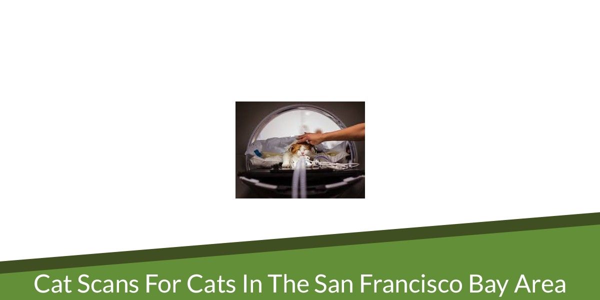 A cat undergoing a scan inside a medical imaging machine, with a person's hand resting on it.