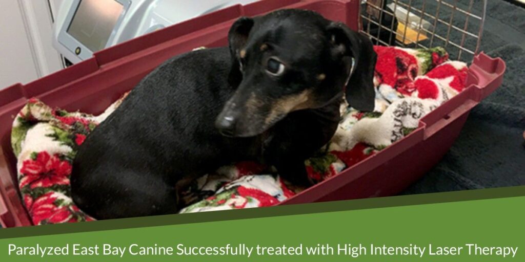 A small black dog lying in a pet carrier with a colorful blanket.