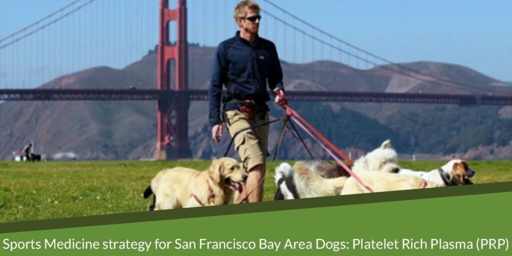 A person walking several dogs on leashes near the Golden Gate Bridge.