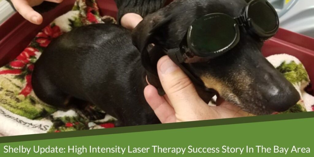A dachshund wearing goggles is being gently held by a person's hands.