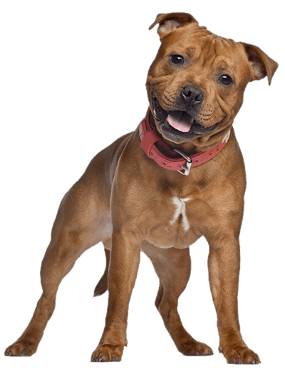 Brown dog with a red collar, standing and tilting its head while looking forward with its tongue out.