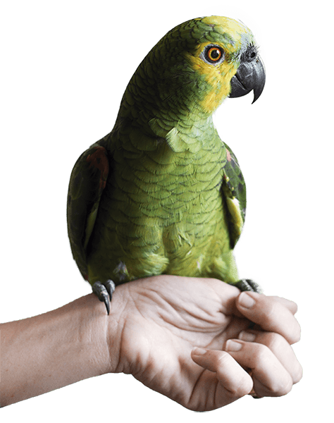 Green parrot perched on a person's hand, looking to the side.