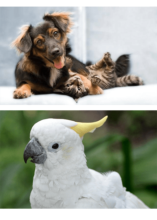 A playful dog and a cat lounging together on a couch, and a white parrot perched outside.