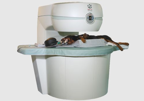 A dog lying under a veterinary MRI machine for a scan.