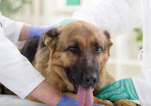 German Shepherd being examined by vets wearing gloves.